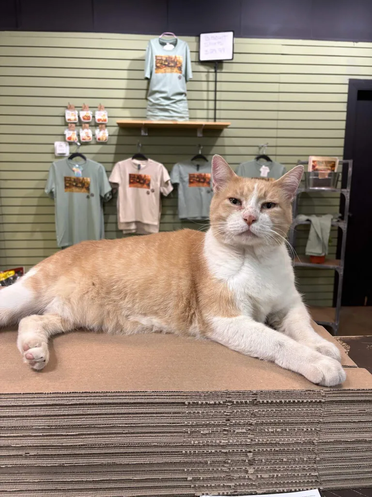 Biscuit, the orange-and-white nursery cat, relaxing on the counter at La Casa Verde