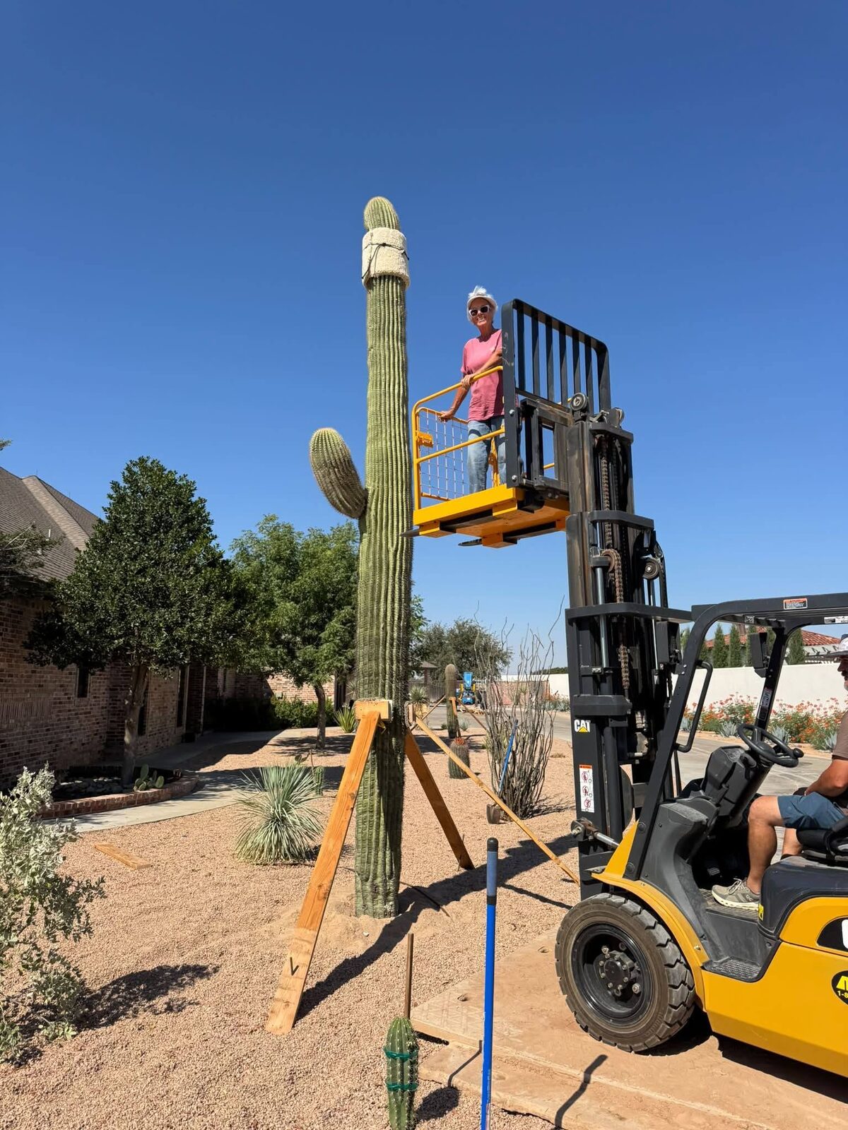 Saguaro cactus installation underway at La Casa Verde in Midland, Texas